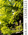 Maple trees in the grounds of Enryakuji Temple on Mount Hiei 132083223