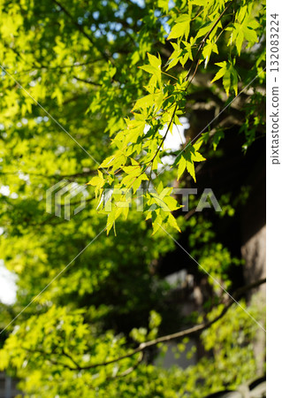 Maple trees in the grounds of Enryakuji Temple on Mount Hiei 132083224