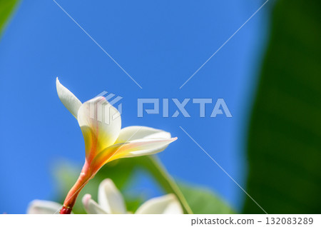 Plumeria Flower Against Blue Sky Plumeria Flower Against Blue Sky 132083289