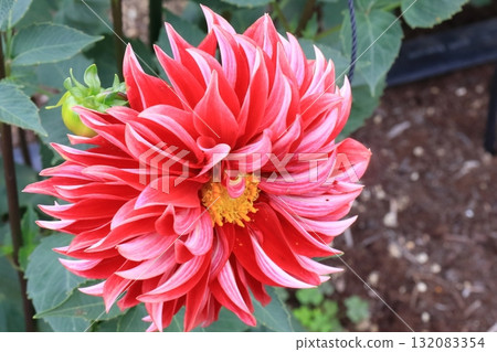 達利亞盛開 132083354