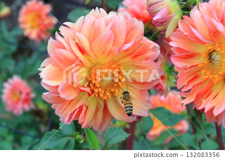 達利亞盛開 132083356