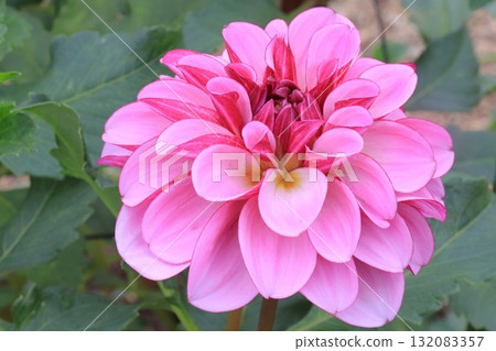 達利亞盛開 132083357