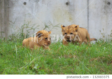 友善的獅子兄弟 132083375