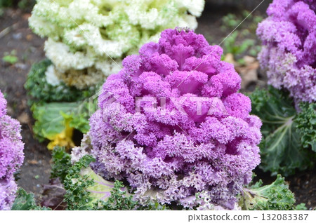 葉牡丹(Sengoen /鹿兒島縣鹿兒島市) 葉牡丹(Sengoen /鹿兒島縣鹿兒島市) 132083387