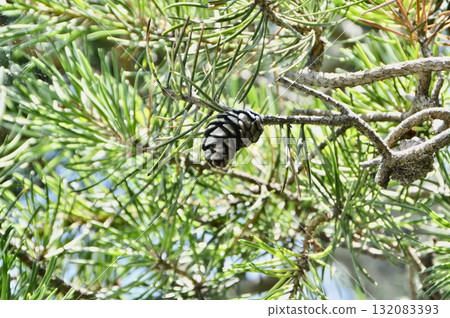 Pine cones on a branch (Higashichichibu Village Washi no Sato / 634 Mido, Higashichichibu Village, Chichibu District, Saitama Prefecture) Pine cones on a branch (Higashichichibu Village Washi no Sato / 634 Mido, Higashichichibu Village, Chichibu District, Saitama Prefecture) 132083393