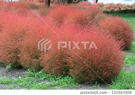 地膚秋葉 132083806