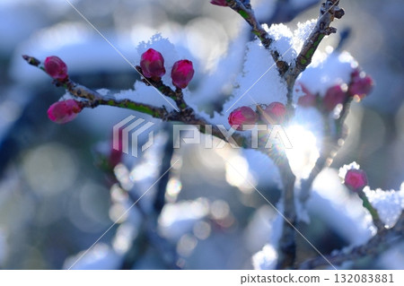 長岡梅林的梅花與積雪 132083881