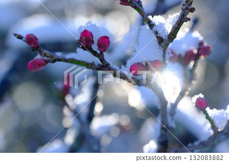 長岡梅林的梅花與積雪 132083882