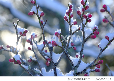 長岡梅林的梅花與積雪 132083883