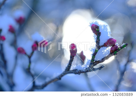 Plum buds and snow in Nagaoka Plum Grove Plum buds and snow in Nagaoka Plum Grove 132083889