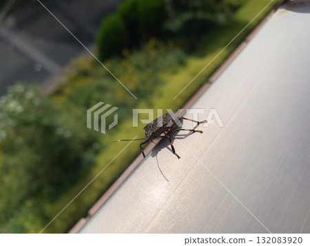 Rabbit bug 132083920