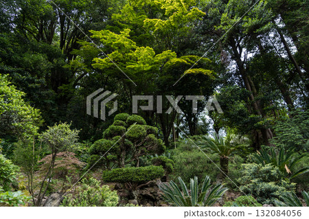 Japanese garden in the Botanical Garden of Georgia. Asian plants. Shrubs Japanese garden in the Botanical Garden of Georgia. Asian plants. Shrubs 132084056