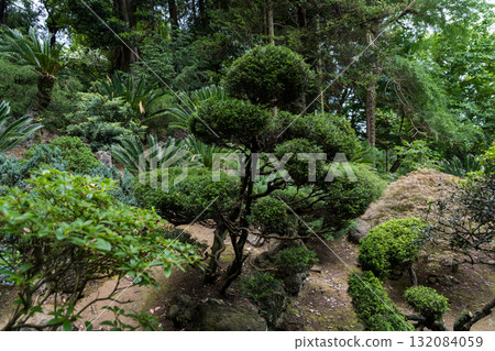 Japanese garden in the Botanical Garden of Georgia Asian plants Shrubs 132084059