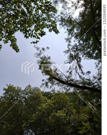 Looking up through lush green trees at a bright, overcast sky with dappled light filtering through leaves Looking up through lush green trees at a bright, overcast sky with dappled light filtering through leaves 132084095