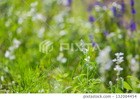 Autumn comes 132084454