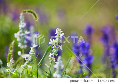 秋天來了 132084460