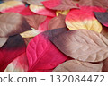 Fallen leaves 132084472