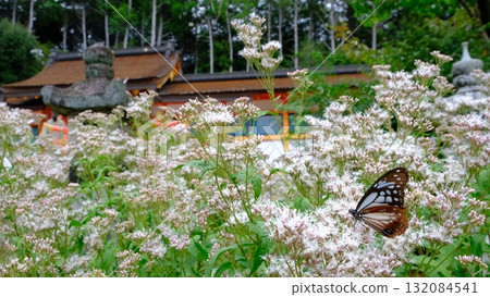 Fujibakama and Chestnut Butterfly at Oharano Shrine Fujibakama and Chestnut Butterfly at Oharano Shrine 132084541