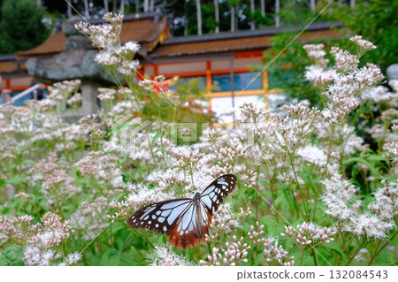 Fujibakama and Chestnut Butterfly at Oharano Shrine 132084543