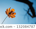 Silhouette of a flower floating in the backlight 132084787