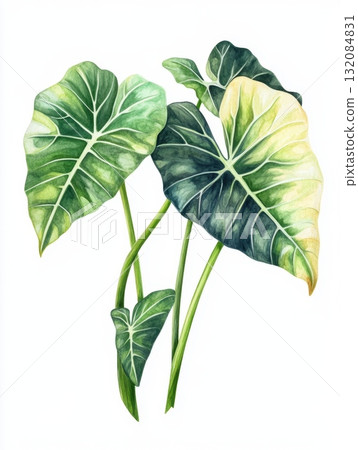green fresh alocasia plant 132084831