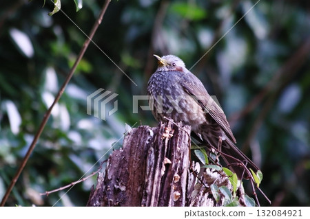 A brown-eared bulbul resting its wings on a tree 132084921