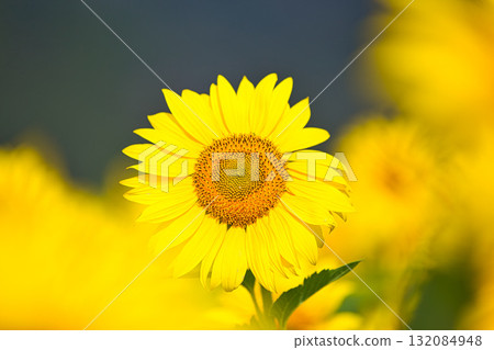 Sunflower out of season 132084948