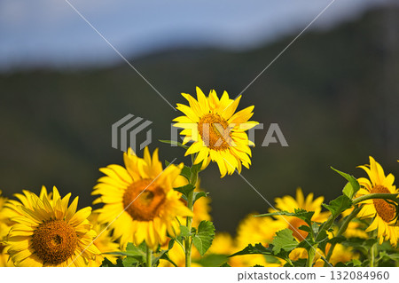 過時的向日葵 132084960
