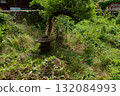 Abandoned garden of a vacant house in spring 132084993
