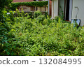 Abandoned garden of a vacant house in spring 132084995