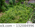 Abandoned garden of a vacant house in spring 132084996