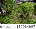 Abandoned garden of a vacant house in spring 132084997