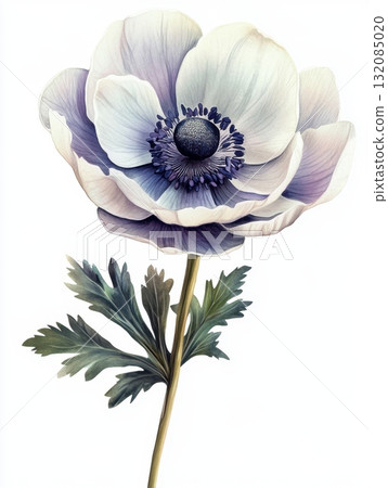 fresh anemone flower, romantic, magic, barocco style, unique and rare, tender and vibrant, white background	 fresh anemone flower, romantic, magic, barocco style, unique and rare, tender and vibrant, white background	 132085020