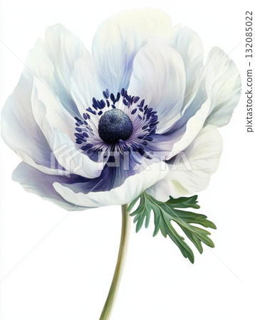 fresh anemone flower, romantic, magic, barocco style, unique and rare, tender and vibrant, white background	 132085022