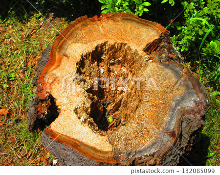 A view of a cut tree (stump) 132085099