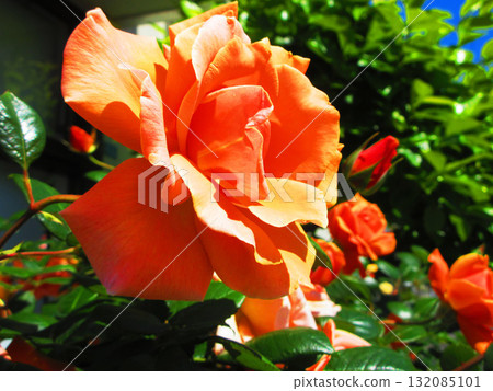 景觀與橙色玫瑰花 景觀與橙色玫瑰花 132085101