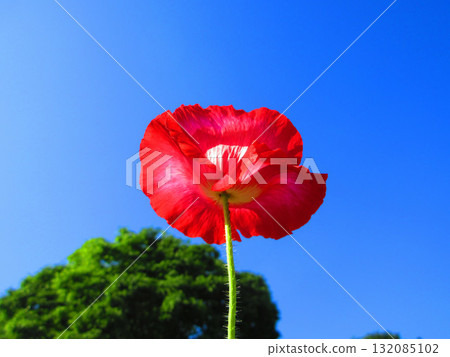 Beautiful scenery of bright red poppies and blue sky Beautiful scenery of bright red poppies and blue sky 132085102