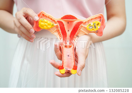 Uterus, Asian woman holding human anatomy model. 132085228
