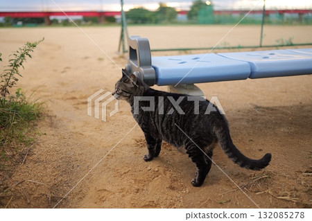 廣場上玩耍的虎斑貓 132085278
