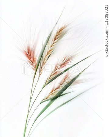 leaves isolated on white background 132085323