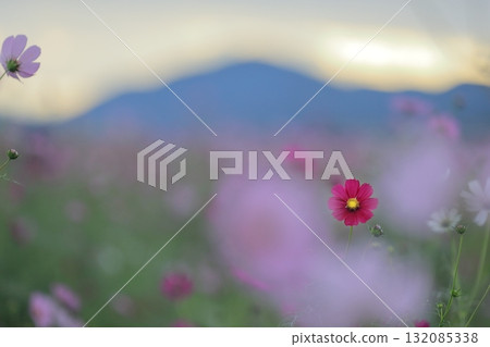 秋天的波斯菊 132085338