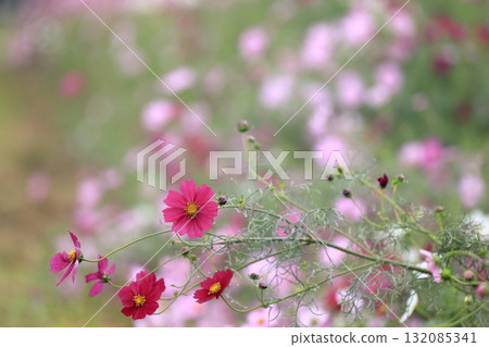 Autumn cosmos Autumn cosmos 132085341