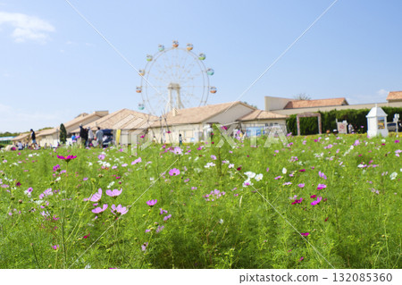 Landscape with Cosmos (Soleil Hill) 132085360