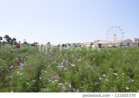 Landscape with Cosmos (Soleil Hill) Landscape with Cosmos (Soleil Hill) 132085370