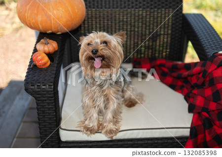 Cute Yorkshire Terrier Posing on Chair With Halloween Decorations 132085398