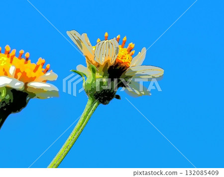 Autumn weed flowers and blue sky (afr20251010122541) 132085409