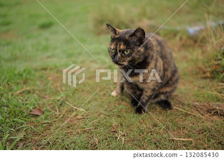 生鏽的貓在廣場上玩耍 132085430