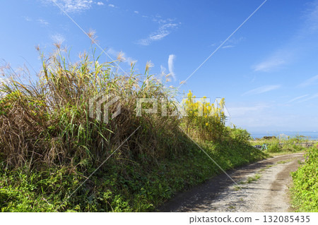Blue sky, sea and Susuki Blue sky, sea and Susuki 132085435