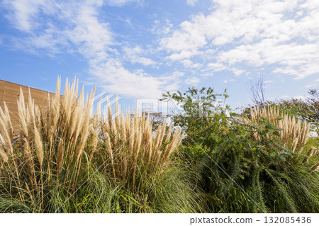 藍天、海和薄雪 132085436
