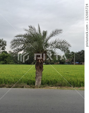 A lone palm tree stands in a vibrant green field under a cloudy sky, beside a paved road 132085724